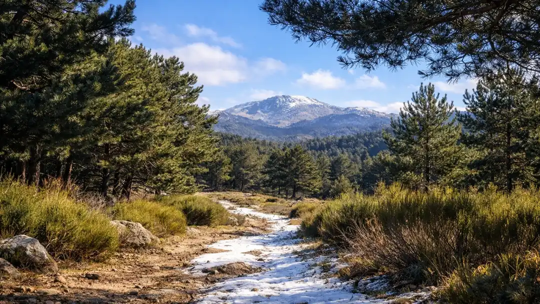 Camino forestal en Peguerinos atravesando un pinar, con vistas abiertas y restos de nieve en el sendero